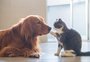 Por que vejo vídeos com animais no Instagram