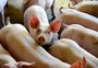 O que ajudou as indústrias de carne suína do RS a equilibrarem custos em alta