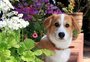 Perigo em casa: saiba quais plantas podem ser tóxicas para seu animal de estimação