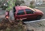 Com casas destelhadas e árvores caídas, Esteio se recupera dos estragos após temporal