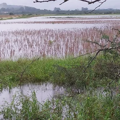 A área rural na zona sul da Capital já sofre com os impactos da chuvarada. Plantações estão cobertas de água e estufas foram danificadas, segundo o presidente do Sindicato Rural de Porto Alegre, Cleber Vieira. Lavouras de soja ainda não colhida podem perder até 70% do grão. Vieira percorreu algumas vias que estão com lâminas d'água devido à alta dos arroios. - Aa sorte é que não teve vendaval e a energia voltou rapidamente - diz.Porém, há o receio de que a situação na Capital e na Região Metropolitana piore nesta quinta-feira (2), quando chega ao Guaíba a água dos rios que estão cheios em outras regiões do Estado. Produtora rural de Porto Alegre, Giordana Piber conta que a chuva faz o tomate cereja rachar, então estão colhendo ainda verde. Houve também um pouco de queda da bergamota, fruta tradicional do inverno gaúcho. - Está difícil até para colher berinjela. Nesta semana, nem irei à Ceasa - relata ela.<!-- NICAID(15750085) -->
