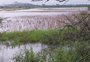 Chuva danifica lavouras de soja, pomares e outras plantações da área rural de Porto Alegre