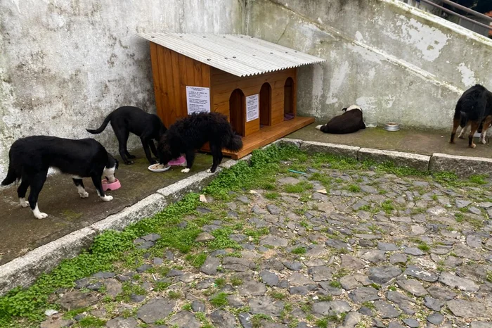 Reprodução / Núcleo Jaguarense de Assistência Animal
