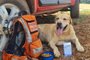 Cãozinho que auxiliava na busca por desaparecidos da enchente sofre acidente e morre<!-- NICAID(15549303) -->