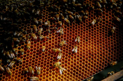Pauta sobre a produção de mel do Rio Grande do Sul. Produção está em risco devido à estiagem e condições climáticas adversas.<!-- NICAID(15079818) -->