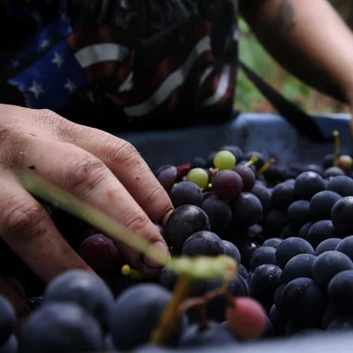 BENTO GONÇALVES, RS, BRASIL, 15/02/2021 - Colheita da uva na serra Gaúcha atrai tanto nativos como pessoas de outras cidades e estados em busca de trabalho e renda. (Marcelo Casagrande/Agência RBS)<!-- NICAID(14714770) -->
