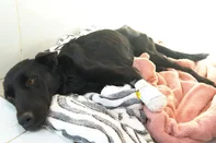 "Não vai caminhar normalmente", diz veterinária sobre cadela que teve as patas cortadas por tutor<!-- NICAID(16084819) -->