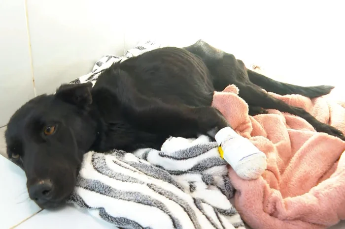 Reprodução RBS TV / Divulgação