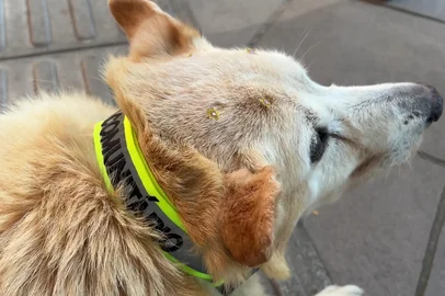 Cães comunitários de Gramado e Canela recebem uma coleira de identificação<!-- NICAID(16226938) -->