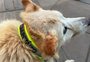 Para evitar casos de maus-tratos e incentivar a adoção, cães comunitários em Canela e Gramado recebem coleiras