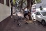 Prefeitura quer aumentar em 10 vezes a multa para quem alimentar pombos em Caxias do Sul