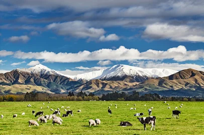 Pastoral landscape with grazing cows and snowy mountains in New ZealandFonte: 658156591<!-- NICAID(16270125) -->