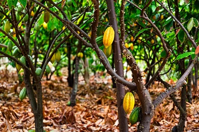 Árvore do cacau, cacaueiro (Theobroma cacao)<!-- NICAID(15980671) -->