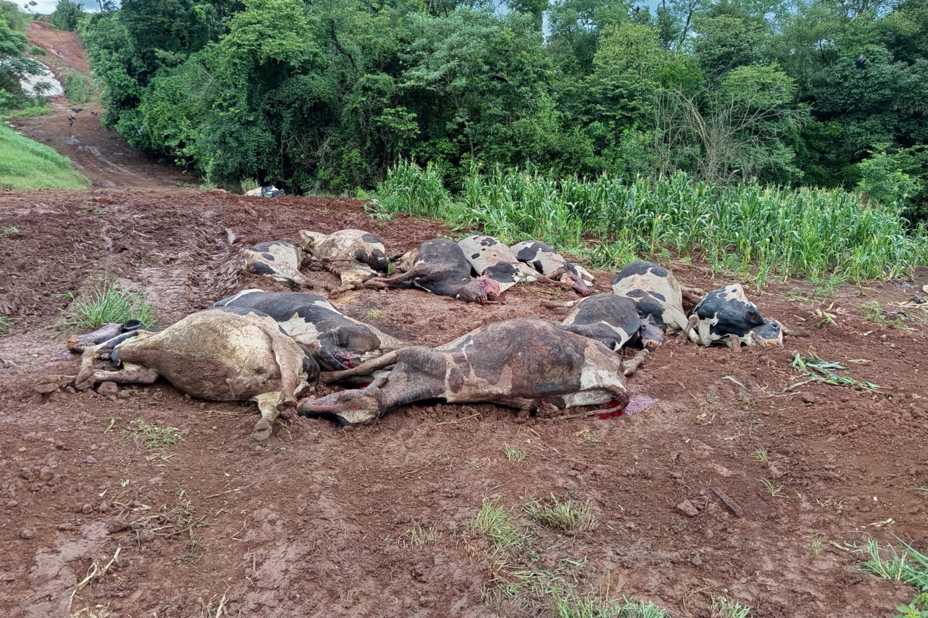Intoxica&ccedil;&atilde;o misteriosa mata 48 vacas leiteiras em propriedade no norte do RS