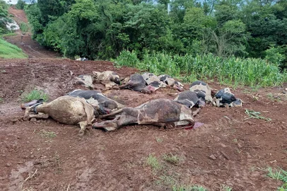 Intoxicação misteriosa mata 48 vacas leiteiras em propriedade no norte do RS<!-- NICAID(16201276) -->