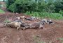 Intoxicação misteriosa mata 48 vacas leiteiras em propriedade no norte do RS