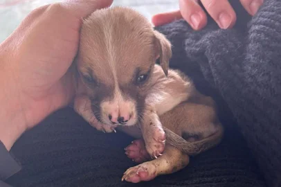 Voluntários de Caxias resgatam cães e entregam doações a cidades atingidas por enchentes do Rio Taquari<!-- NICAID(15536918) -->