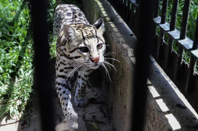 CAXIAS DO SUL, RS, BRASIL. 07-01-2025. O Zoológico da UCS volta de recesso no próximo sábado e receberá visitantes.<!-- NICAID(16199518) -->