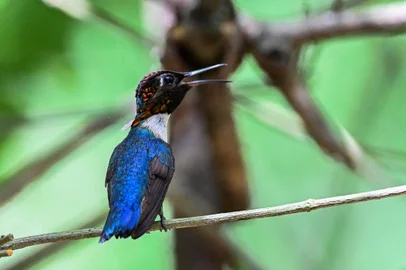A zunzuncito hummingbird (Mellisuga helenae) perches on the branch of a bush in the Hummingbird's House, on July 5, 2024 in Palpite village, Ciénaga de Zapata, Matanzas province, Cuba. The wings of the world's tiniest birds are a near-invisible blur as they whizz around tourists visiting a private Cuban garden that has become a haven for the declining species. The bee hummingbird, which measures five or six centimeters (two inches), is only found in Cuba. Still, the International Union for Conservation of Nature (IUCN) says it has disappeared from many areas due to forest loss. (Photo by YAMIL LAGE / AFP)Editoria: HUMLocal: Cienaga de ZapataIndexador: YAMIL LAGESecao: animalFonte: AFPFotógrafo: STF<!-- NICAID(15812773) -->