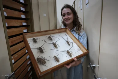 Porto Alegre, RS, Brasil - O Museu Anchieta de Ciências Naturais, em Porto Alegre, é um dos maiores museus escolares da América Latina. Fundado em 1908, possui um acervo com 130 mil insetos, além de aracnídeos, peixes, fósseis e animais taxidermizados.Aberto ao público, promove aulas práticas e visitas guiadas gratuitas.Destaque para uma raríssima máquina planetária do século 19, única em funcionamento no mundo, que simula os movimentos dos planetas. Alana Cioato, museóloga.Indexador: jeff botega<!-- NICAID(16036846) -->