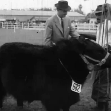 Vaca angus premiada na exposição estadual do Menino Deus em 1963.<!-- NICAID(15527002) -->