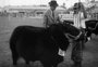 Do primeiro touro à grife da carne, a história do angus no RS
