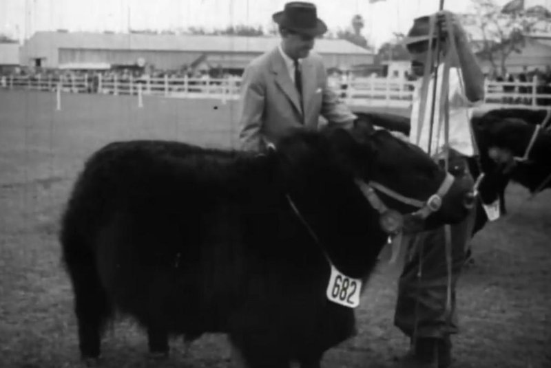 Vaca angus premiada na exposição estadual do Menino Deus em 1963.<!-- NICAID(15527002) -->