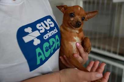 Barra do Ribeiro, RS, Brasil - Associação de animais Centro Clínico Dona Morena, abraça projeto de causa animal de alunos da Escola Fundamental São José de  Barra do Ribeiro.Alunos da 8ª série criaram na escola projeto para beneficiar animais de rua, ideia era criar SUS dos animais, para garantir serviços gratuitos.A Associação de animais Centro Clínico Dona Morena abraçou a causa e recentemente ganhou recursos para viabilizar atendimentos gratuitos. <!-- NICAID(15625804) -->