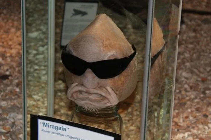 FURG / Divulgação FURG / Divulgação