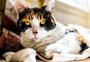 Terceira idade felina: confira sete mudanças no comportamento de gatos idosos