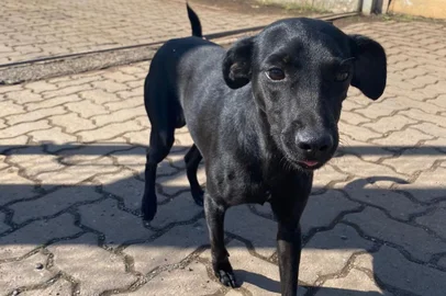 Polícia investiga morte de cão baleado por PM na Pecan. O animal, chamado de Fiapo, era um filhote de pequeno porte que vivia nas proximidades da penitenciaria e era cuidado pelos policiais penais. Testemunhas relataram que o atirador era um policial militar, que fazia a segurança na parte de fora do complexo.<!-- NICAID(15776928) -->