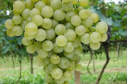 Embrapa Uva e Vinho / Divulgação BRS-Lorena foi lançada em 2001 pela Embrapa Uva e Vinho<!-- NICAID(16133344) -->