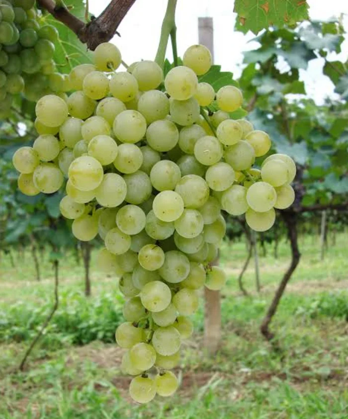 Embrapa Uva e Vinho / Divulgação