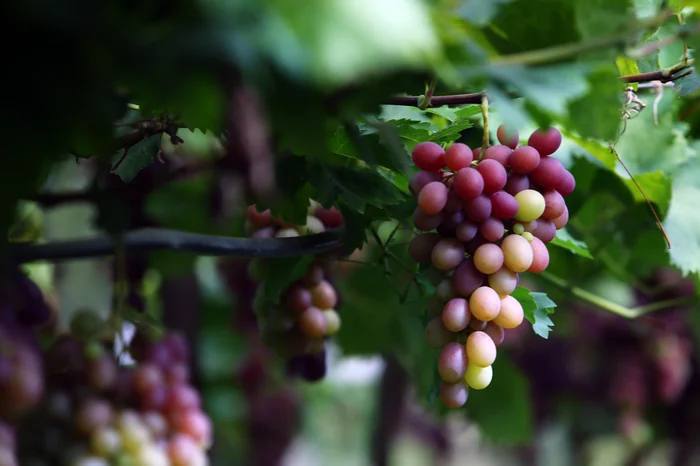 Porthus Junior / Agencia RBS