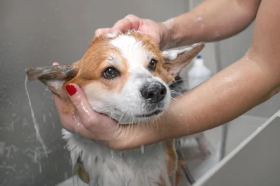 Groomer puts shampoo on fluffy wet fur of the funny welsh corgi pembroke dog. Dog taking a bubble bath in grooming salon.Groomer puts shampoo on fluffy wet fur of the funny welsh corgi pembroke dog. Dog taking a bubble bath in grooming salon.Indexador: Irina MeshcheryakovaFonte: 302624615<!-- NICAID(15550576) -->