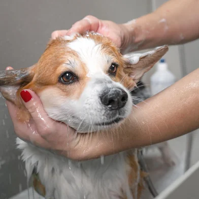 Groomer puts shampoo on fluffy wet fur of the funny welsh corgi pembroke dog. Dog taking a bubble bath in grooming salon.Groomer puts shampoo on fluffy wet fur of the funny welsh corgi pembroke dog. Dog taking a bubble bath in grooming salon.Indexador: Irina MeshcheryakovaFonte: 302624615<!-- NICAID(15550576) -->