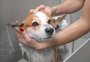 O cachorro pode tomar banho no inverno? Saiba qual a recomendação