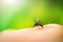 Mosquito sucking blood on human skin with nature backgroundFonte: 69881850<!-- NICAID(15168472) -->