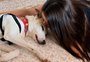Cão comunitário é resgatado após quase um mês desaparecido