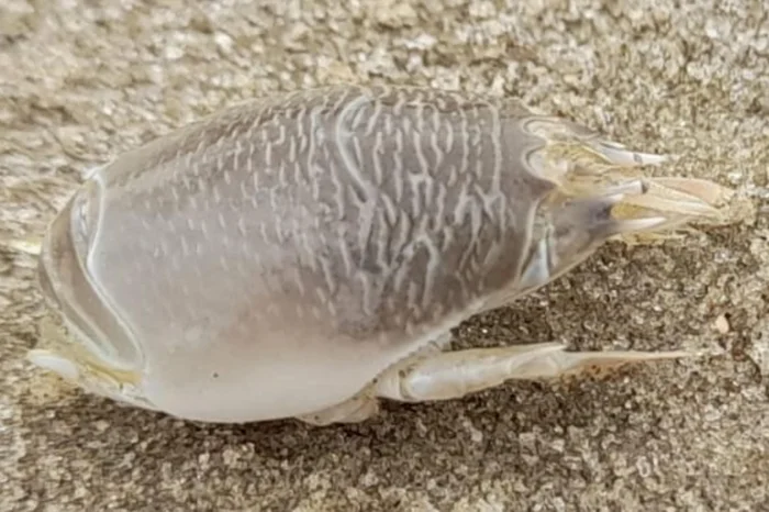 Laboratório de Ecologia de Invertebrados Bentônicos,IO - FURG / Divulgação