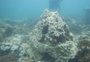 Temperatura do oceano faz cientistas criarem novas categorias para classificar danos em corais
