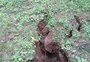 Após chuva, nova fissura em encosta de Galópolis, em Caxias, é identificada