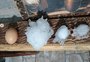 Por que tem caído tanto granizo no Rio Grande do Sul? Meteorologistas explicam