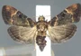 Alfândega dos EUA encontra mariposa que não era catalogada há mais de cem anos em bagagem de passageiro
