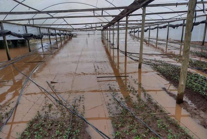 Antes e depois. Estragos da chuva em produção de flores do campo na localidade de Pareci Velho, em São Sebastião do Caí.<!-- NICAID(15606881) -->
