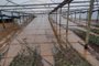 Antes e depois. Estragos da chuva em produção de flores do campo na localidade de Pareci Velho, em São Sebastião do Caí.<!-- NICAID(15606881) -->