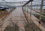 Antes e depois: fotos mostram o estrago da chuva em produção de flores no Vale do Caí