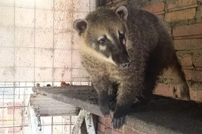 Quati mantido em cativeiro ilegal é resgatado em Passo Fundo<!-- NICAID(16140627) -->