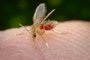 2006Frank CollinsThis photograph depicts a <i>Phlebotomus papatasi</i> sandfly, which had landed atop the skin surface of the photographer, whod volunteered himself as host for this specimens blood meal. The sandflies are members of the Dipteran family, <i>Psychodidae</i>, and the subfamily <i>Phlebitaminae</i>. This specimen was still in the process of ingestg its bloodmeal, which is visible through its distended transparent abdomen. Sandflies such as this <i>P. papatasi</i>, are responsible for the spread of the vector-borne parasitic disease Leishmaniasis, which is caused by the obligate intracellular protozoa of the genus <i>Leishmania</i>.Leishmaniasis is transmitted by the bite of infected female phlebotomine sandflies, injecting the infective stage (i.e., promastigotes) from their proboscis during blood meals.  Promastigotes that reach the puncture wound are phagocytized by macrophages ,and other types of mononuclear phagocytic cells, and inside these cells, transform into the tissue stage of the parasite (i.e., amastigotes), which multiply by simple division and proceed to infect other mononuclear phagocytic cells.  Parasite, host, and other factors affect whether the infection becomes symptomatic and whether cutaneous or visceral leishmaniasis results.  Sandflies become infected by ingesting infected cells during blood meals.  In sandflies, amastigotes transform into promastigotes, develop in the gut, (in the hindgut for leishmanial organisms in the <i>Viannia</i> subgenus; in the midgut for organisms in the <i>Leishmania</i> subgenus), and migrate to the proboscis. See PHIL 3400 for a diagram of this cycle.<!-- NICAID(15497529) -->