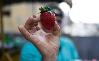 PORTO ALEGRE, RS, BRASIL, 25-07-2025: O fenômeno recente da Internet, o Morango do Amor, faz as vendas da pseudo-fruta aumentarem em bancas e mercados da capital. Foto: Renan Mattos / Agência RBS<!-- NICAID(16088014) -->